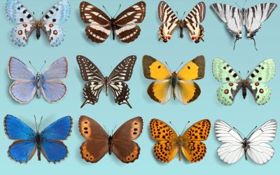 Conservar y proteger las colecciones entomológicas