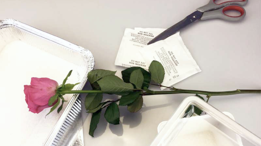 what you need to dry flowers: bulk silica gel, closed containers